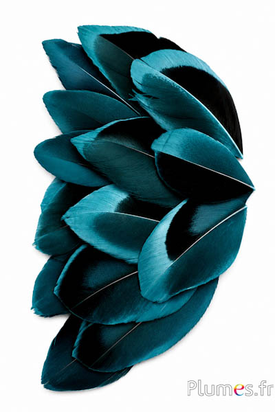 Blütenblätter aus Federn - 5-8 cm x 3-4 cm - petrol-schwarz